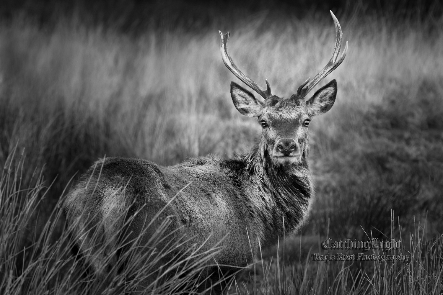 Deer